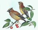 Cedar Waxwing
Picture # 1384