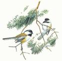 Chickadees
Picture # 1394