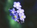 sample picture