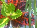 sample picture