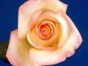 sample picture