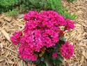Some Spring Color
Picture # 3038
