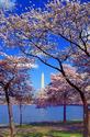 Cherry Blossoms & Washington Monumenent
Picture # 963
