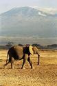 Elephant
Picture # 515
