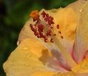 Yellow Hibiscus
Picture # 3406