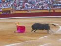 Matador
Picture # 932
