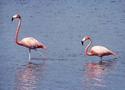 Flamingos
Picture # 1030
