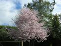 Cherry in blossom Oct 2006
Picture # 2577
