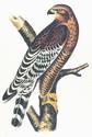 Hypotriorchis femoralis (Flacon)
Picture # 1279