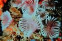 Feather duster worms
Picture # 1278
