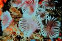 Feather duster worms
Picture # 1278