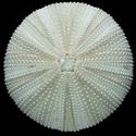 Sea Urchin, Dorsal View
Picture # 1297
