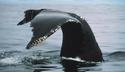 Humpback Whale Tail
Picture # 1276