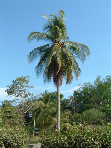 Daily photo - Coconut Tree