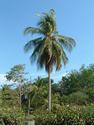 Coconut Tree
Picture # 2084
