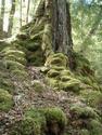 Along the Waiau River
Picture # 3324
