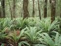 Ferns Along the Waiau River
Picture # 3326
