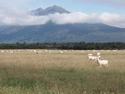 Merino Sheep
Picture # 3330
