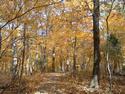 Autumn Hike
Picture # 1905
