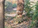 Beaver Bites on Grant`s Trail
Picture # 1911
