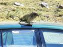 Kea Parrot
Picture # 3333
