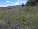 January Wildflowers
Picture # 3314
