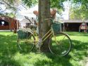 Tulips and Bicycle
Picture # 1640
