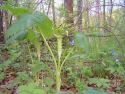 Jack-in-the-Pulpit
Picture # 1641
