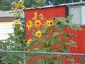 Sunflowers and red shed
Picture # 2239
