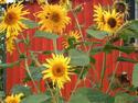 Sunflowers with red background
Picture # 2240

