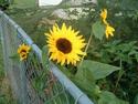 Sunflower and chain link fence
Picture # 2241
