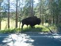 Buffalo Silhouette
Picture # 1830
