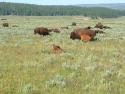 Buffalo
Picture # 1834
