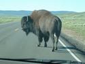 Buffalo
Picture # 1835
