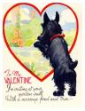 Valentine Scotty
Picture # 3554
