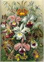 Haeckel Orchidae
Picture # 3591
