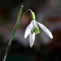 Snowdrop
Picture # 3593
