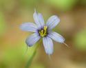 Stout Blue-eyed Grass
Picture # 3136
