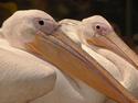 Pelicans
Picture # 3079
