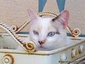 Blue Eyes
Picture # 1443