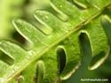 Fern Frond
Picture # 1434