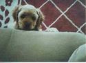 Can I please have a treat?
Picture # 1329
