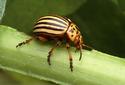 Colorado potato beetle
Picture # 1798
