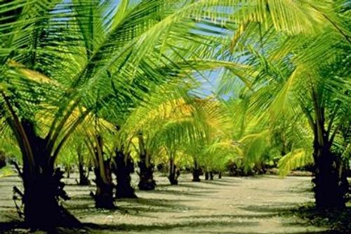 Daily photo - Palm Plantation