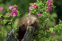 Beaver among Roses
Picture # 1965
