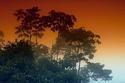 Rain Forest
Picture # 2124