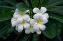 White Plumeria
Picture # 2129