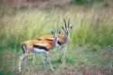 African Antelope
Picture # 877