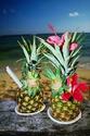 Tropical Drinks on the Beach
Picture # 1612
