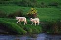 Sheep Walk Beside a Stream
Picture # 1374
